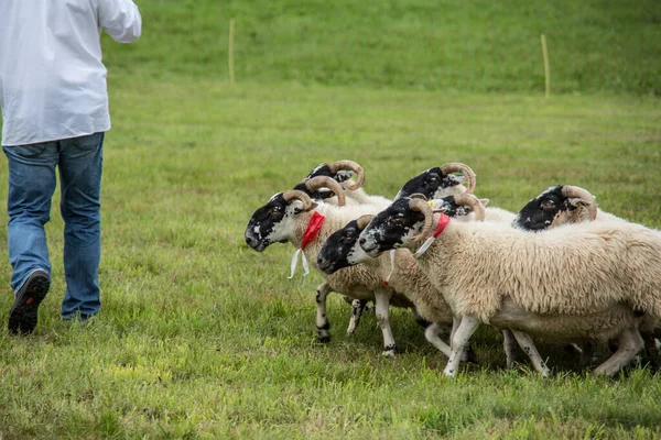 Manada de ovejas alimentadas por perros pastores —  Fotos de Stock