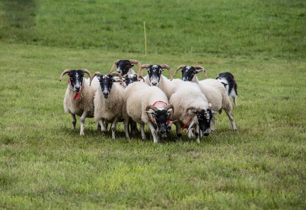 Gregge di pecore munite di cane da pastore — Foto Stock