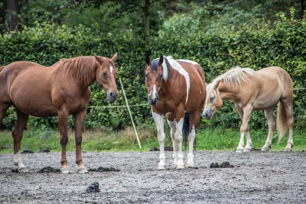 Лошади в загоне — стоковое фото