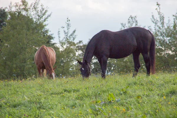 Cheval d'équitation brun sur pâturage — Photo