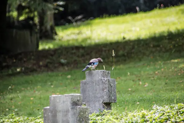 Jay senta-se na lápide — Fotografia de Stock