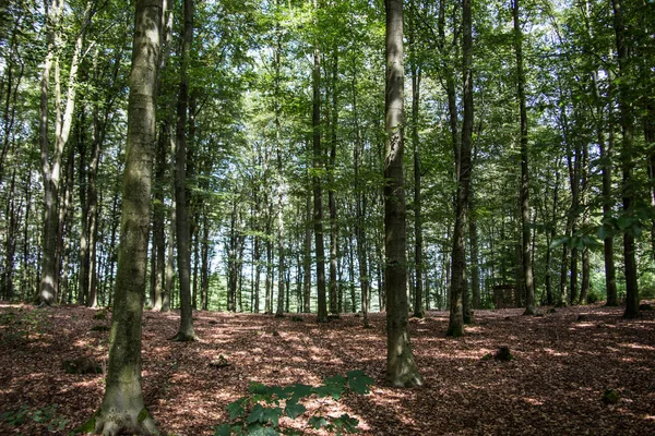 Bosque claro con árboles altos — Foto de Stock