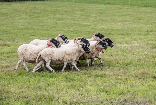Flock of sheep powered by herding dog — 스톡 사진