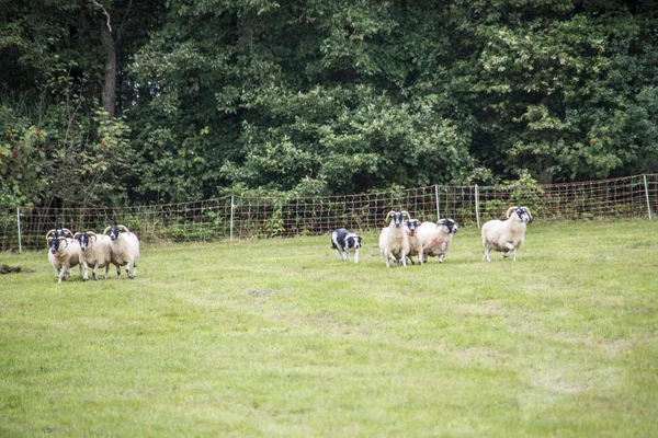 Kudde schapen aangedreven door het hoeden van honden — Stockfoto