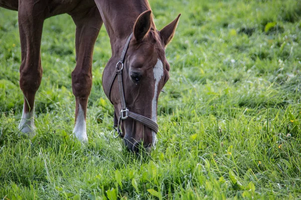 Otlakta kahverengi binici atı — Stok fotoğraf