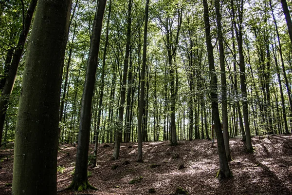 Bosque claro con árboles altos — Foto de Stock