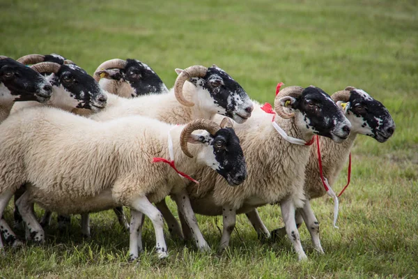 Rebanho de ovelhas alimentado por cão de pastoreio — Fotografia de Stock