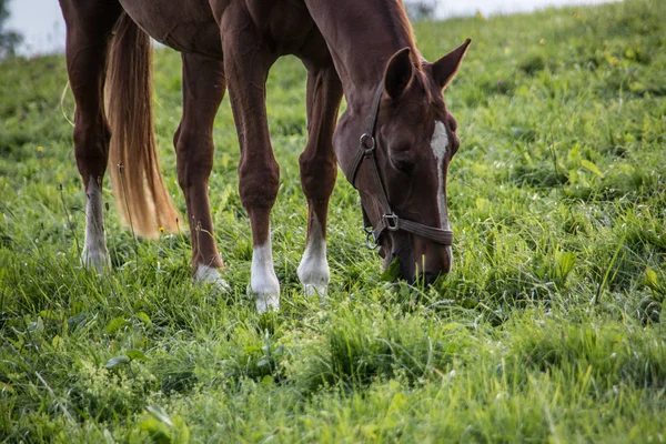 Brown riding horse on pasture — Stock Photo, Image