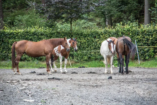 Chevaux dans un enclos — Photo