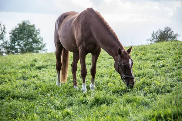 Brown riding horse on pasture — Stock Photo, Image