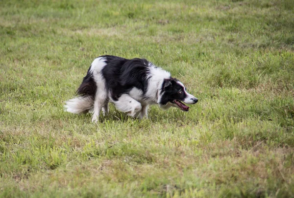 牧草地に犬を飼い — ストック写真