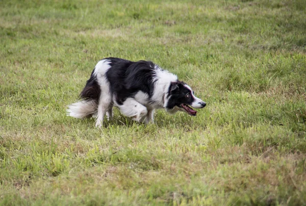 Chien d'élevage sur pâturage — Photo