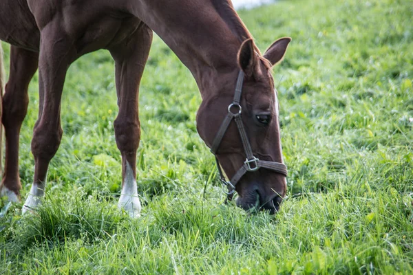 Brown riding horse on pasture — Stock Photo, Image