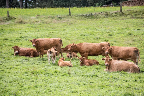 Vacas marrones en pastos — Foto de Stock
