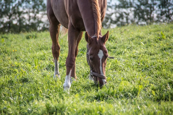 Brown riding horse on pasture — Stock Photo, Image