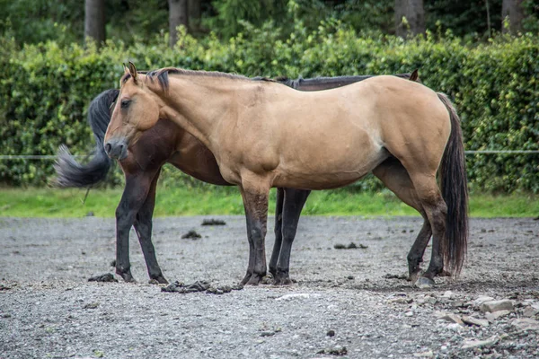 Paarden in een paddock — Stockfoto
