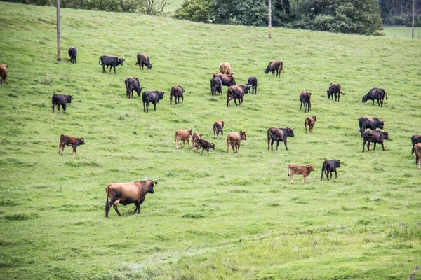 Rebanho de bovinos em pastagem — Fotografia de Stock