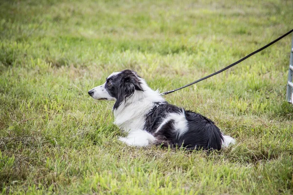 Hütehund auf der Weide — Stockfoto