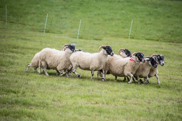 Gregge di pecore munite di cane da pastore — Foto Stock