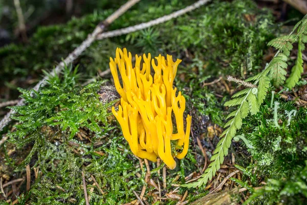 Желтый гриб на лесной подстилке — стоковое фото