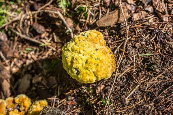 Champignon jaune sur bois mort — Photo