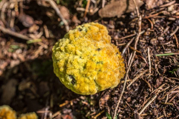 Yellow mushroom on dead wood — Stock Photo, Image