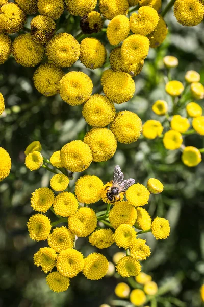 Erva de crosta venenosa com abelha — Fotografia de Stock