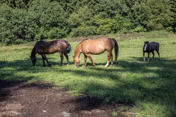 Braune Pferde auf Weide — Zdjęcie stockowe
