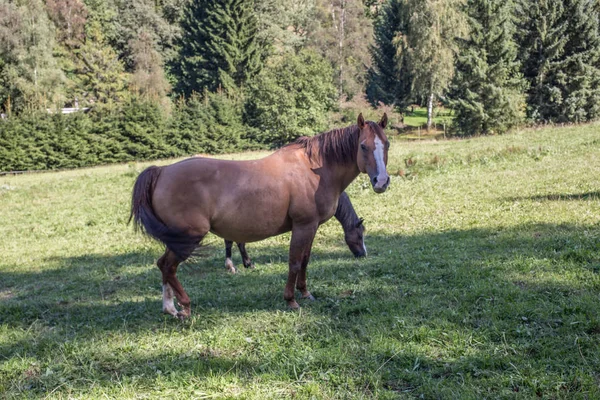 Braune Pferde auf Weide — Stockfoto