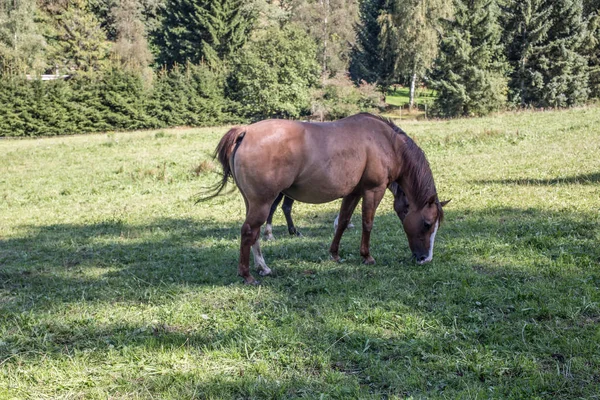 Braune Pferde auf Weide — Stockfoto