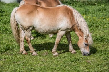 Kahverengi atlar otlakta