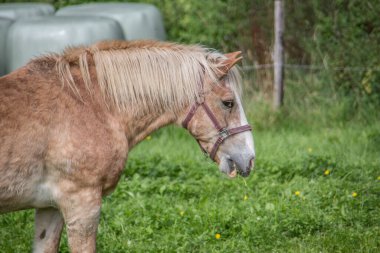 Kahverengi atlar otlakta