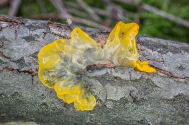 Sarı mantarlı ölü ahşap