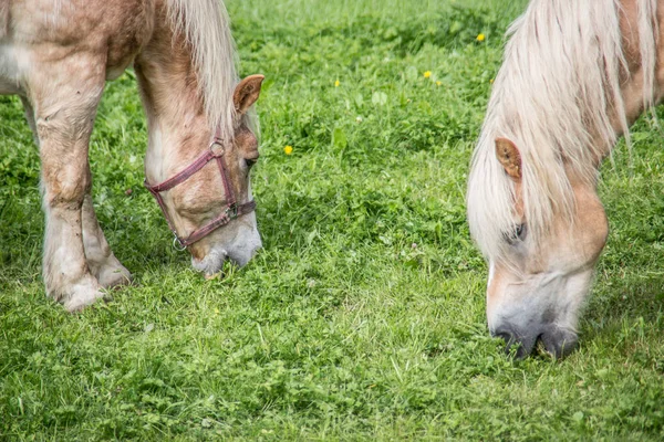 Chevaux bruns sur pâturage — Photo