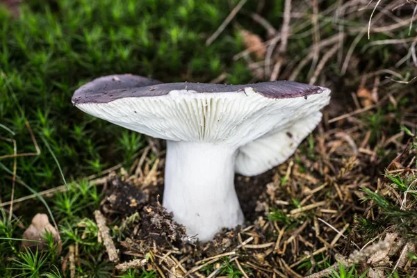 Пластинчатый гриб в хвойном лесу — стоковое фото