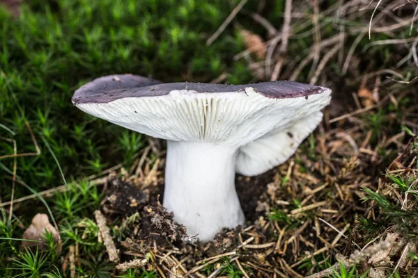 Lattenpilz im Nadelwald — Stockfoto