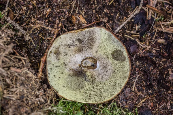 Berretto di fungo di un fungo povero da sotto — Foto Stock
