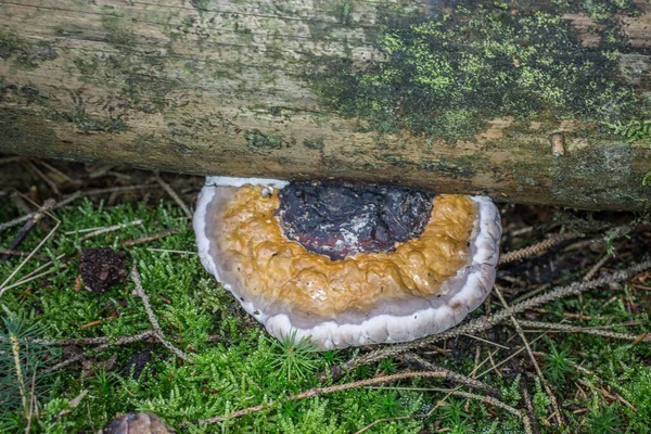 Tree fungus on dead wood trunk — 스톡 사진