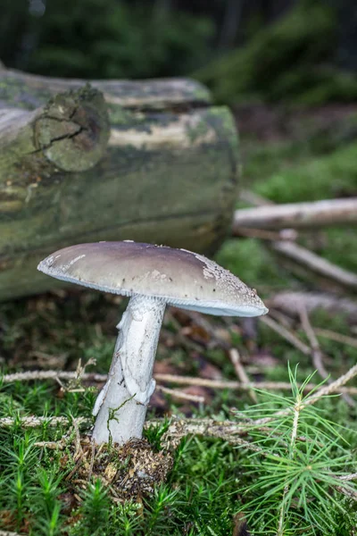 Deadly toadstool in the moss — Stock Photo, Image