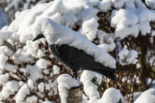 Arbres de Noël avec chapeaux de neige dans la forêt d'hiver — Photo