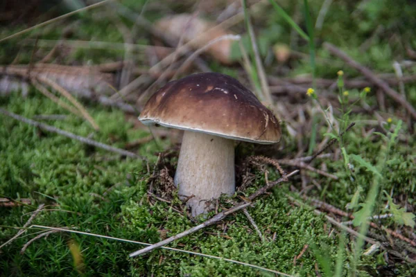 Kahverengi yenilebilir boletus orman zemininde — Stok fotoğraf