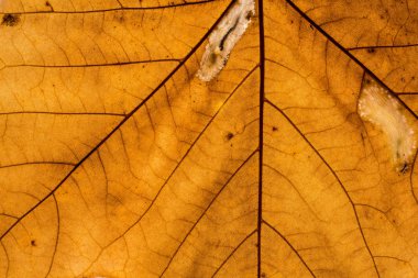 Yaprak damarlı sonbahar akçaağaç yaprağı