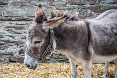 Gri kahverengi eşek yiyor.