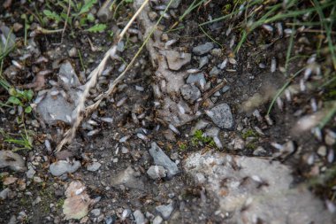 Düğün sırasında orman zemininde karıncalar