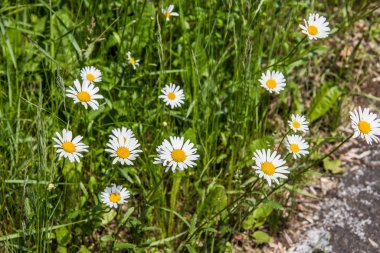 Çimenli ve çiçekli yeşil yaz çayırı
