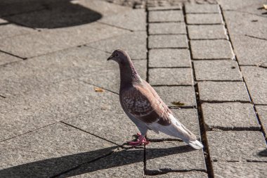 Pazar yerinde güvercinleri gagalamak