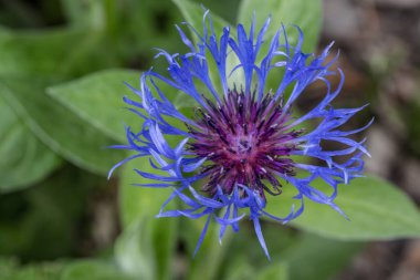 Mavi knapweed, erkek çiçekli.