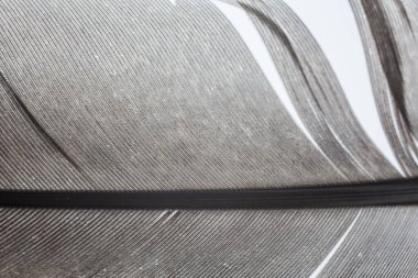 Güvercin tüyü büyütüldü