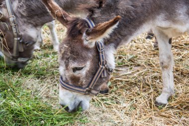 Gri kahverengi eşek yiyor.