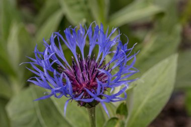 Mavi knapweed, erkek çiçekli.